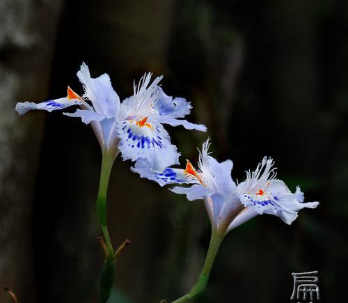 竹子——永恒的生命力（竹子的寓意和花语）