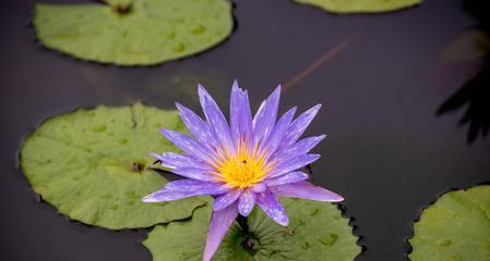 探秘紫色睡莲的花语（花海中的灵魂舞者——紫色睡莲）