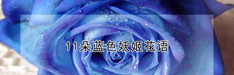 探寻蓝色妖姬的花语与象征（揭开美丽花朵背后的含义与寓意）