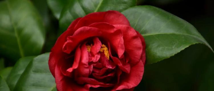 红色山茶花之花语（探究山茶花作为文化象征的内涵与魅力）