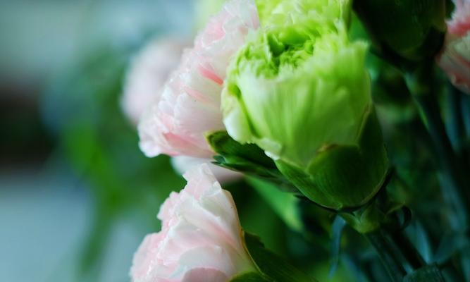康乃馨白色花语及其象征意义（探寻康乃馨白色的神秘面纱——揭示纯洁、高贵、神秘的花语）