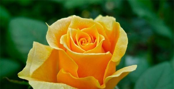 玫瑰花的花语（解读玫瑰花所代表的情感和含义）