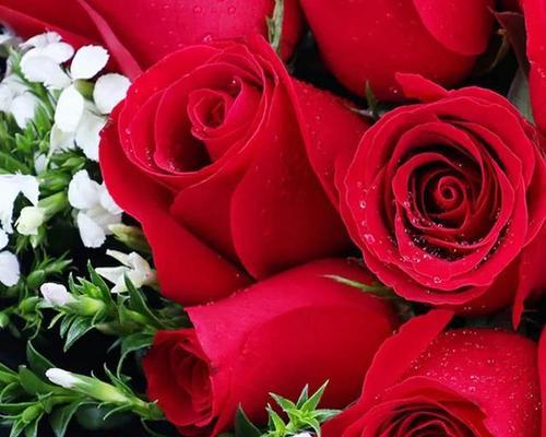 探秘红玫瑰花语（传递爱情的代表花——红玫瑰的浪漫寓意）
