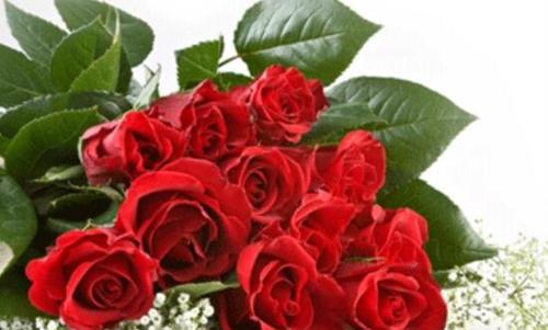 解读玫瑰花的花语（探究玫瑰花的各种寓意和象征意义）