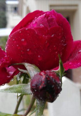 解读玫瑰花的花语（探究玫瑰花的各种寓意和象征意义）