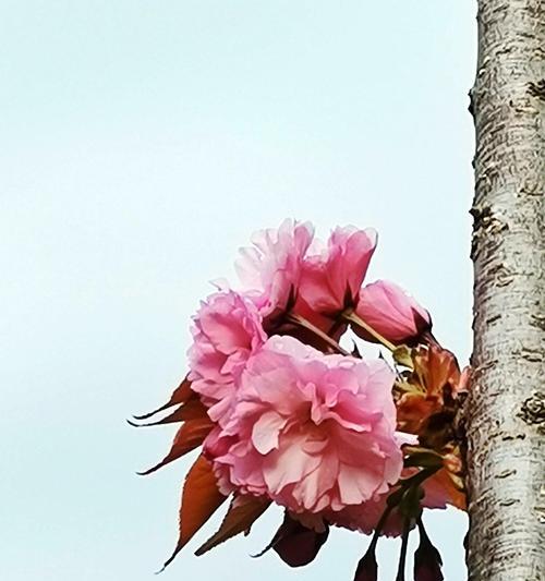 山樱花的花语（春意盎然，花开满山——解读山樱花的含义）