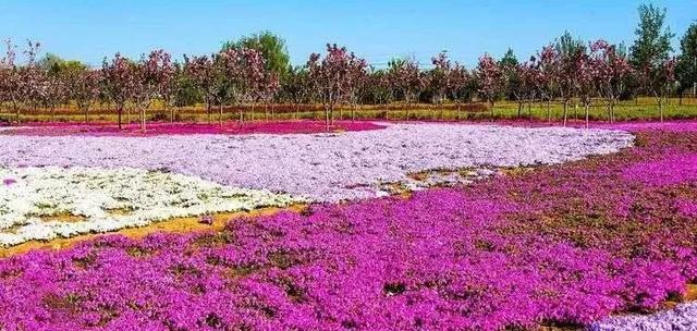 山樱花的花语（春意盎然，花开满山——解读山樱花的含义）