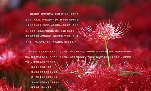 那一抹鲜红，这一片浪漫——探秘彼岸花花语（花开花落，情感长存，彼岸花的神秘涵义）