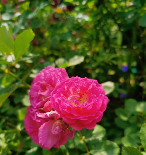 蔷薇之美——花语的世界（探寻蔷薇的花语之美）