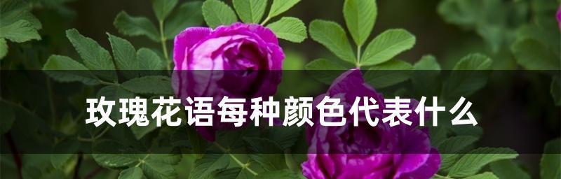 玫瑰花语的奥秘（解析不同颜色玫瑰的情感寓意）