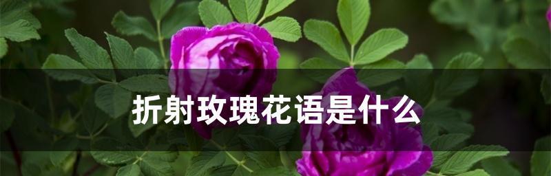 解读玫瑰花数量的花语（以“数量”为，揭开玫瑰花语的神秘面纱）