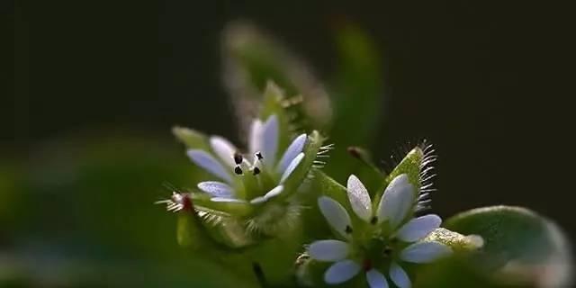 繁缕花生日花语雄辩（揭秘繁缕花的花语和传说）