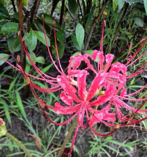 揭秘彼岸花的寓意与象征（以花见人，一朵彼岸花的美丽传说）