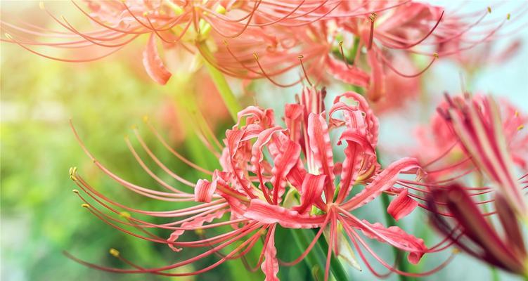 揭秘彼岸花的寓意与象征（以花见人，一朵彼岸花的美丽传说）