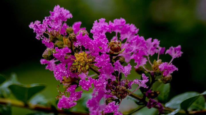 紫薇花的寓意与文化价值（探寻紫薇花的象征意义与文化传承）