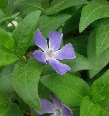 长春花的花语解读（揭示长春花在生命中的真实含义）