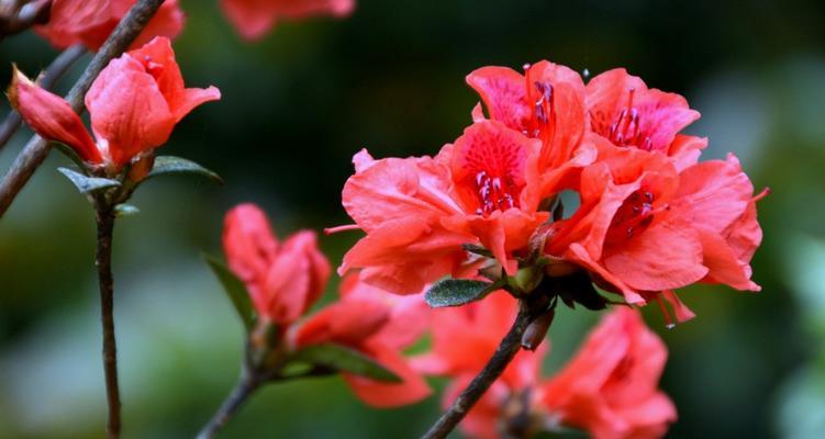 花语浪漫——杜鹃花的花语（揭秘杜鹃花的八大花语，你真的懂吗？）