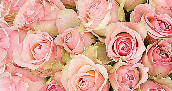 33朵粉色玫瑰花的含义（探究33朵粉色玫瑰花代表的深层含义）