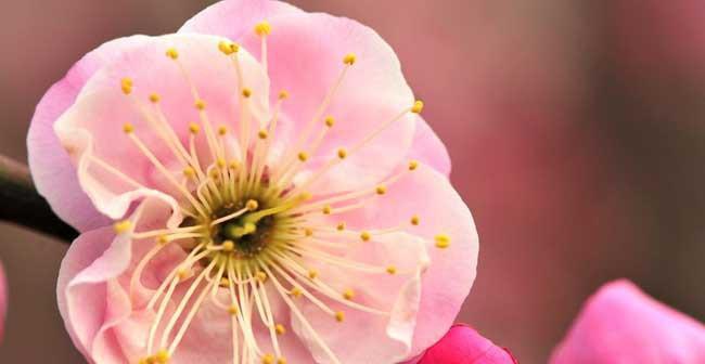 解读梅花的文化内涵（从花卉文化、诗词典故、象征寓意到生活场景）