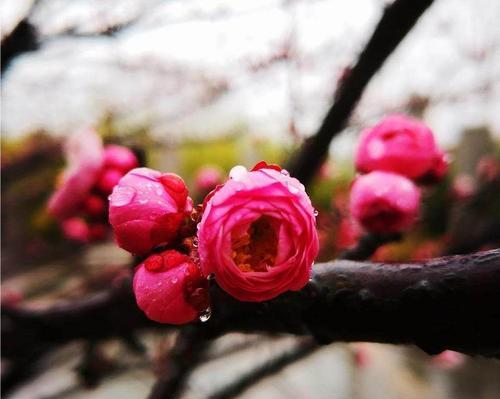 解读梅花的文化内涵（从花卉文化、诗词典故、象征寓意到生活场景）