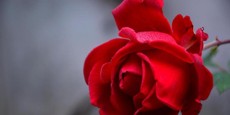 十二支玫瑰花花语（解读不同颜色玫瑰花所代表的意义）