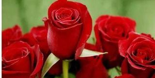 十二支玫瑰花花语（解读不同颜色玫瑰花所代表的意义）