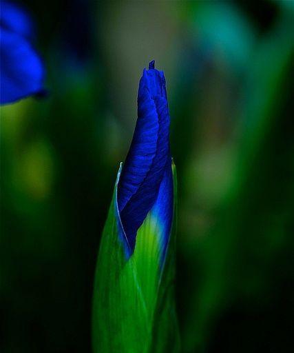 蓝色鸢尾花的花语（探索鸢尾花语的含义及象征意义）