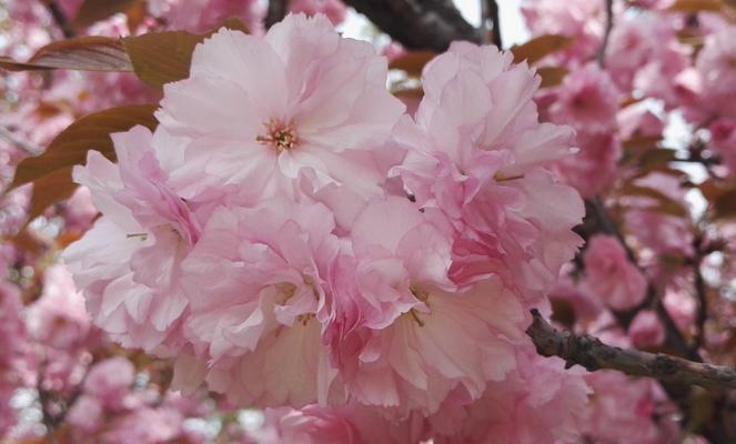 樱花盛开，花开寓意何在（探寻樱花的花语和文化意义，感受春天的美好）