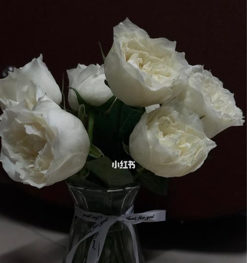 白玫瑰的花语（探寻白玫瑰的美丽与意义）