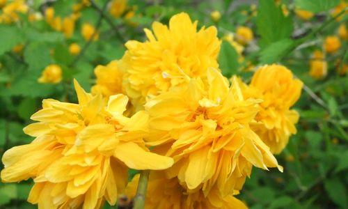 棣棠花的花语与意义（探究这种美丽的花朵所传达的含义）