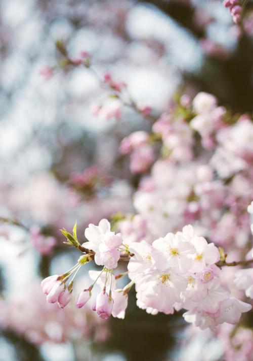 樱花花语与寓意（探究樱花的文化内涵和情感价值）