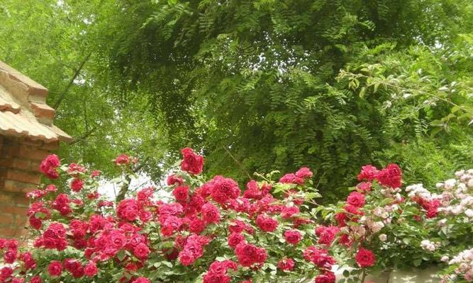 走进澳洲野蔷薇花海，领略花语奇妙（探寻澳洲野蔷薇的花语，了解它的生长习性及魅力）