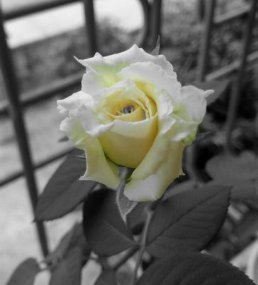 黄玫瑰花的含义与象征（探寻黄玫瑰花的文化内涵与情感意义）
