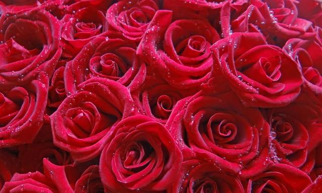 红玫瑰的意义与象征（唯美浪漫的花语，红玫瑰传递爱的信仰）