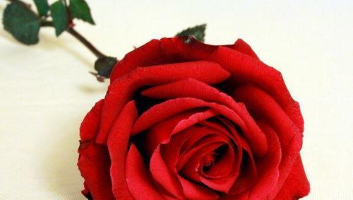 红玫瑰的意义与象征（唯美浪漫的花语，红玫瑰传递爱的信仰）