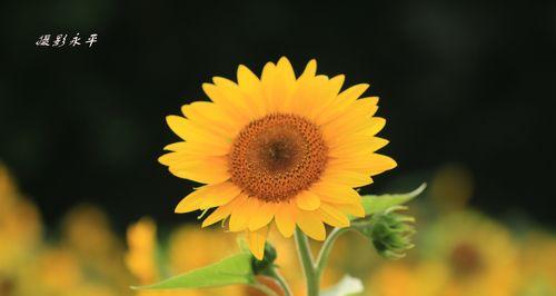 太阳花的花语含义（探秘这朵阳光般的花朵）