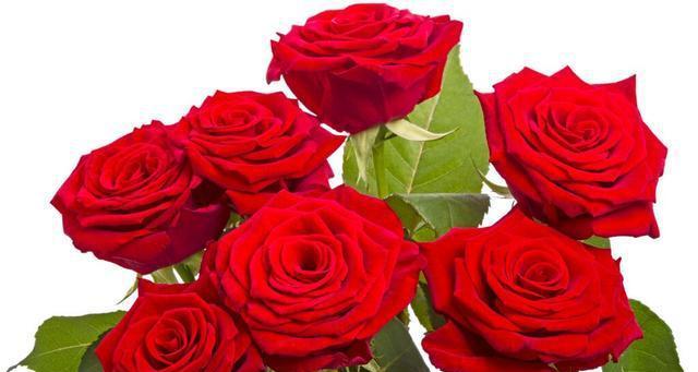 18朵玫瑰花的花语与寓意（感情之花的传达与表达）
