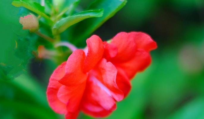 赏析凤仙花花语（妩媚多姿，寓意美好）