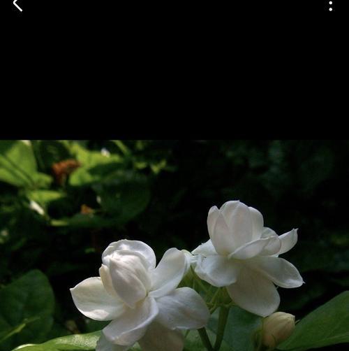 茉莉花的花语（香气迷人的白色花朵，代表爱情与纯洁）