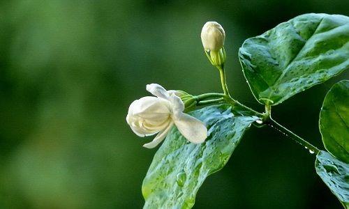 茉莉花的花语（香气迷人的白色花朵，代表爱情与纯洁）