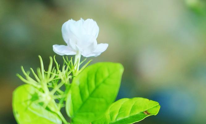 茉莉花的花语（香气迷人的白色花朵，代表爱情与纯洁）