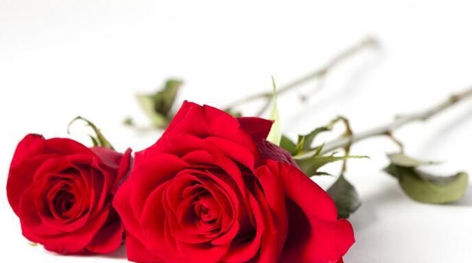 11朵玫瑰的含义与象征（解析鲜花中的情感语言，玫瑰花的真正含义）