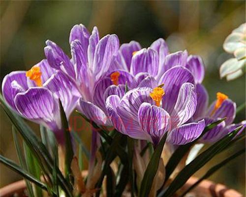 紫色马蹄莲的花语（探秘紫色马蹄莲的意义与涵义）