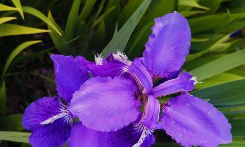 紫色鸢尾花的花语（探究紫色鸢尾花所代表的意义）