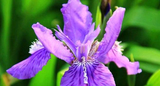 紫色鸢尾花的花语（探究紫色鸢尾花所代表的意义）