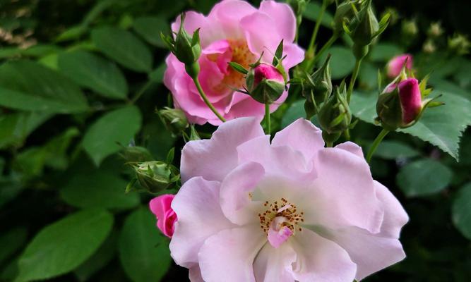 探寻蔷薇的花语和寓意（传递爱情与热情的蔷薇，解析花语与寓意）