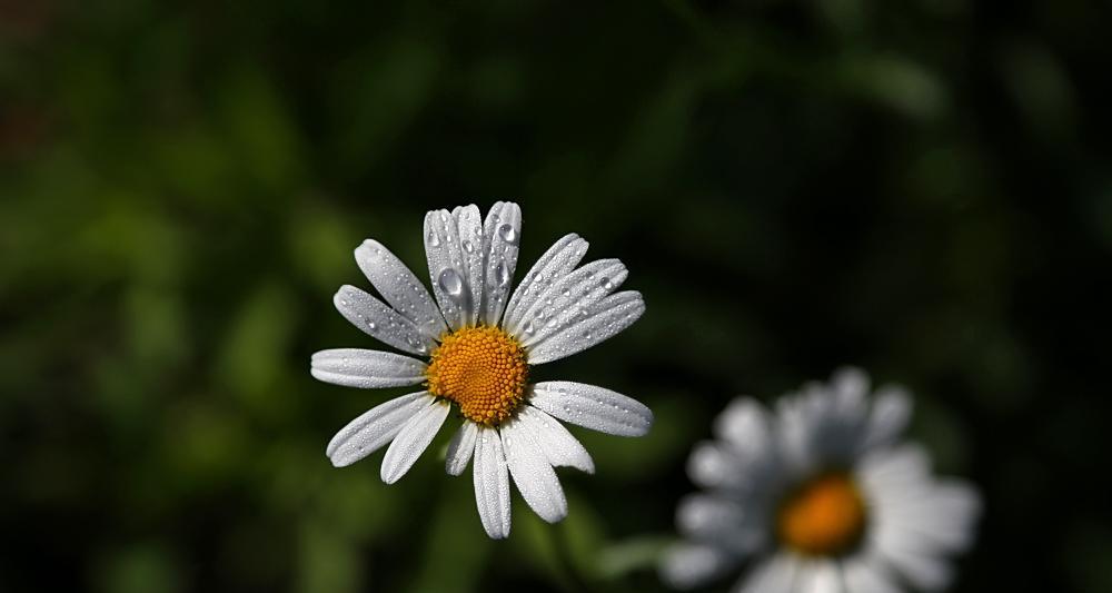 白晶菊花语（传递清新与纯洁）