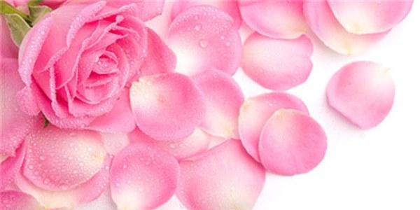 花语玫瑰-浪漫情感的传递（从爱情、友情到感恩，看玫瑰花语的含义）