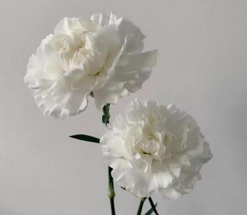 白色康乃馨花语（唤醒心中的纯洁与神圣）
