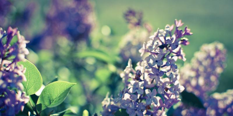 丁香花语（探寻丁香花的神秘世界）